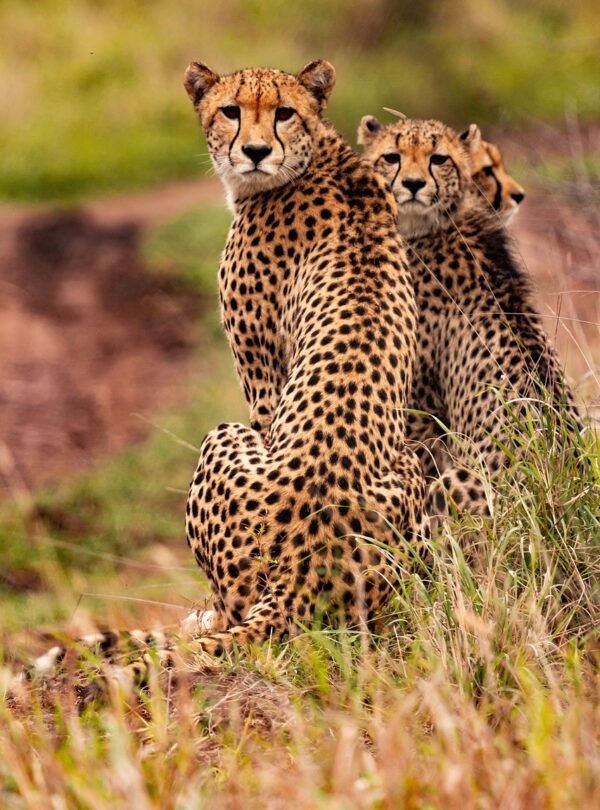 cheetahs, animals, safari-5689873.jpg