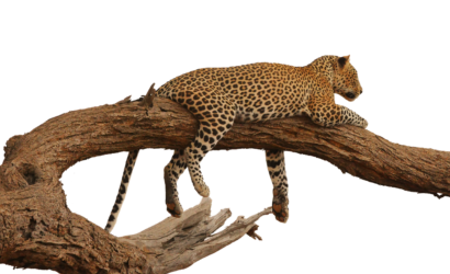leopard, acacia, overview-2668681.jpg