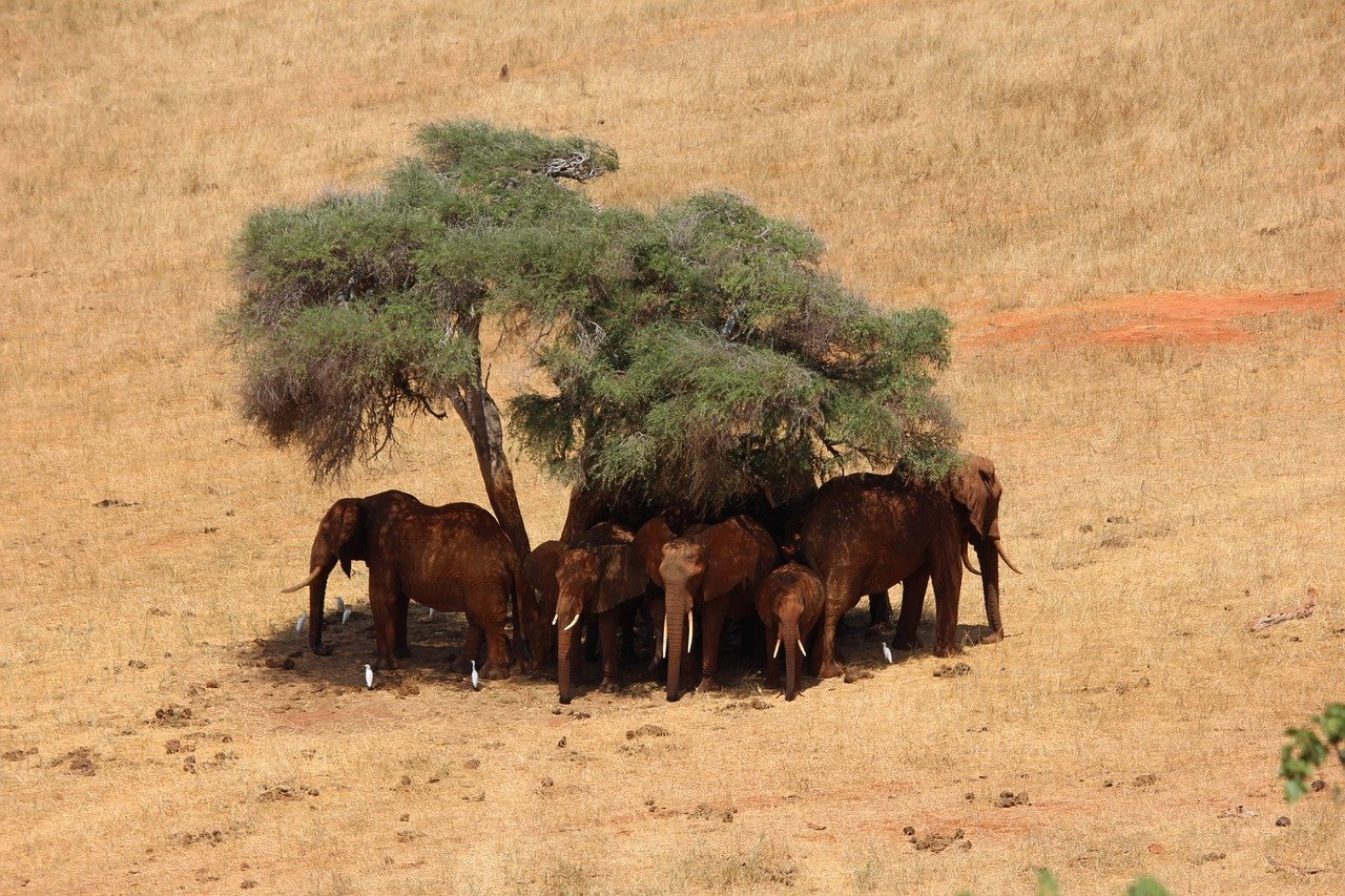 safari, elephant, africa-111698.jpg