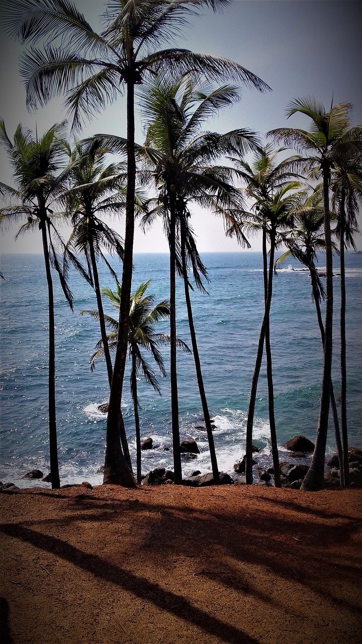 srilanka, sea, palm trees-4755729.jpg