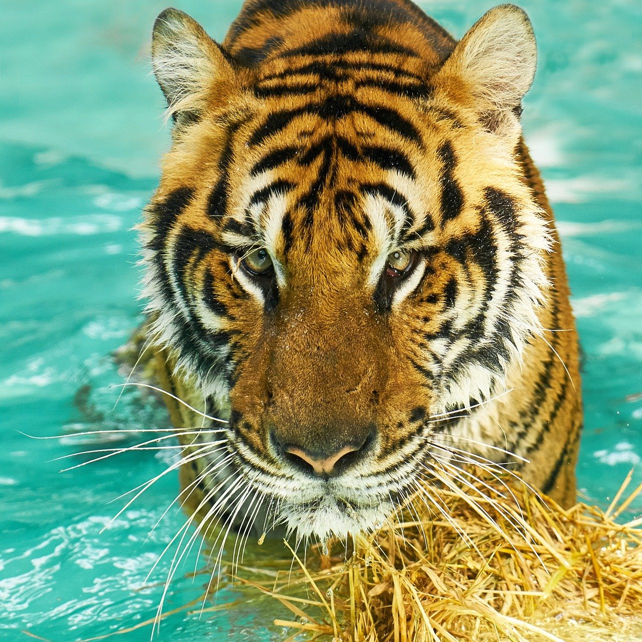 tiger, wild, for-2076843.jpg